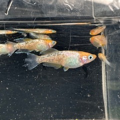 メダカ【ハイビスカス】幼魚〜若魚 ６匹(オスメス入り)の画像