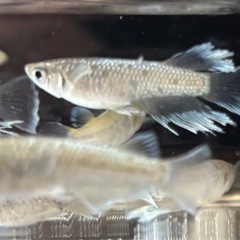 🐟.*･ﾟメダカ めだか  飛輪  １ペアの画像