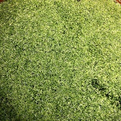 レッドラムズボーン みじんこ浮き草の画像