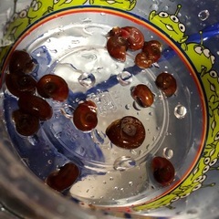 レッドラムズボーン みじんこ浮き草の画像