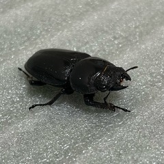 能勢産　オオクワガタYG血統　メス単品　フセツ欠損アリの画像