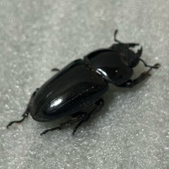 能勢産　オオクワガタYG血統　メス単品　フセツ欠損アリの画像
