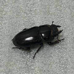 能勢産　オオクワガタYG血統　メス単品　フセツ欠損アリの画像