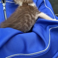 オスの子猫　色かわいい