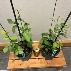 ブルーベリー挿し木苗 2年生（ラビットアイ系）２本セットNo2の画像
