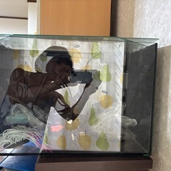 水槽の画像
