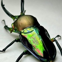 ニジイロクワガタ青紋ホワイトアイ　成虫ペア　※訳ありの画像