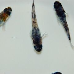 【大幅値下げ】極上『和墨白銀三色』の有精卵10コの画像