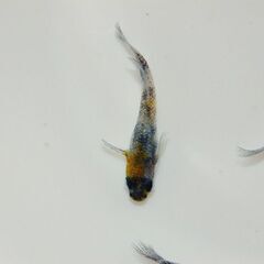 【大幅値下げ】極上『和墨白銀三色』の有精卵10コの画像