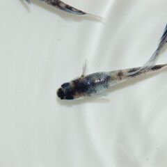 【大幅値下げ】極上『和墨白銀三色』の有精卵10コの画像