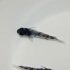 【大幅値下げ】極上『和墨白銀三色』の有精卵10コの画像