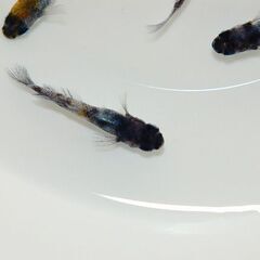 【大幅値下げ】極上『和墨白銀三色』の有精卵10コの画像