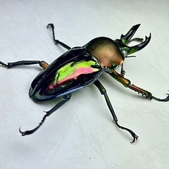 ニジイロクワガタ青紋ホワイトアイ　成虫ペアの画像