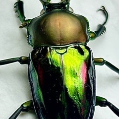 ニジイロクワガタ青紋ホワイトアイ　成虫ペアの画像
