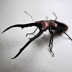 パープル系メタリフェルホソアカクワガタ　成虫ペア ※訳ありの画像