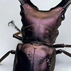 パープル系メタリフェルホソアカクワガタ　成虫ペア ※訳ありの画像