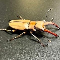 アラガールホソアカクワガタ 成虫ペアの画像