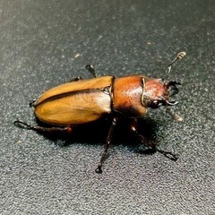 アラガールホソアカクワガタ 成虫ペアの画像