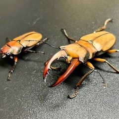 アラガールホソアカクワガタ 成虫ペアの画像