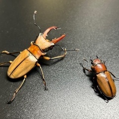 アラガールホソアカクワガタ 成虫ペアの画像