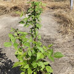 鉢植のラズベリー（1年生）の画像