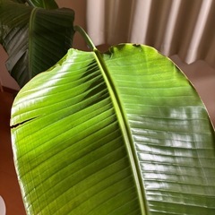 ストレリチア　オーガスタの画像