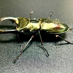 エラフスホソアカクワガタ　 ※訳あり   成虫ペアの画像