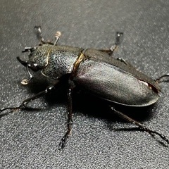 エラフスホソアカクワガタ　 ※訳あり   成虫ペアの画像