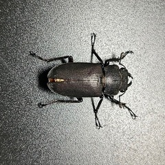 エラフスホソアカクワガタ　 ※訳あり   成虫ペアの画像