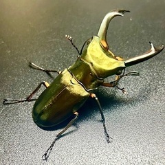 エラフスホソアカクワガタ　♂単品の画像