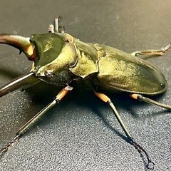 エラフスホソアカクワガタ　♂単品の画像