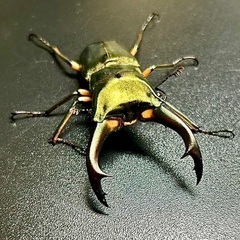 エラフスホソアカクワガタ　♂単品の画像