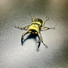 エラフスホソアカクワガタ　♂単品の画像