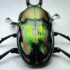 ニジイロクワガタ青紋ホワイトアイ　成虫ペア　※訳ありの画像