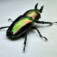 ニジイロクワガタ青紋ホワイトアイ　成虫ペア　※訳ありの画像