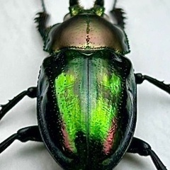 ニジイロクワガタ青紋ホワイトアイ　成虫ペアの画像