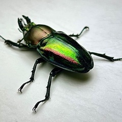 ニジイロクワガタ青紋ホワイトアイ　成虫ペアの画像