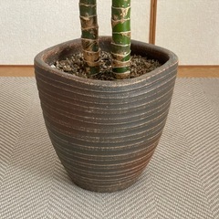 観葉植物 約100cm ディフェンバキアの画像