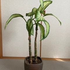 観葉植物 約100cm ディフェンバキアの画像