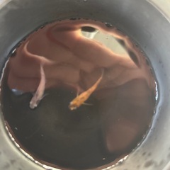 ハイエナの画像