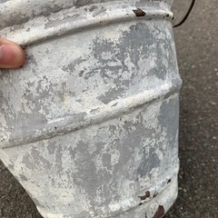 観葉植物　セロームの画像
