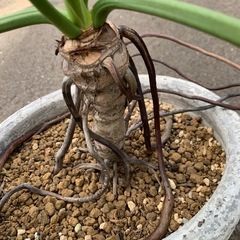 観葉植物　セロームの画像