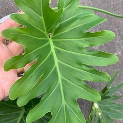 観葉植物　セロームの画像