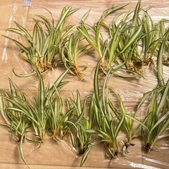 オリヅルラン 子株 苗 観葉植物の画像