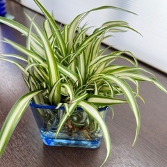 オリヅルラン 子株 苗 観葉植物の画像
