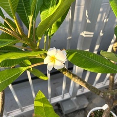 プルメリア鉢植え2本濃いピンクと白160センチの画像