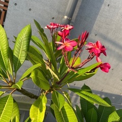 プルメリア鉢植え2本濃いピンクと白160センチの画像