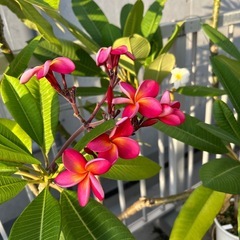プルメリア鉢植え2本濃いピンクと白160センチの画像