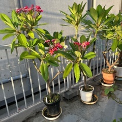 プルメリア鉢植え2本濃いピンクと白160センチの画像