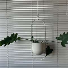 フィロデンドロン・セローム、セローム2点セット　観葉植物　鉢カバー付きの画像